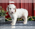 Small #1 Goldendoodle (Miniature)