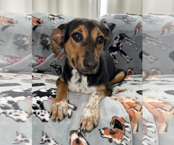Medium Photo #1 Beagle-Unknown Mix Puppy For Sale in Attalka, AL, USA