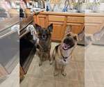 Small #2 German Shepherd Dog
