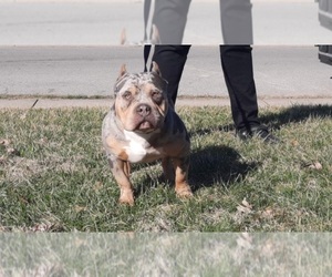Father of the American Bully puppies born on 05/24/2023