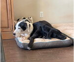 Small #5 Great Dane