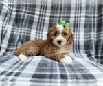 Small #3 Cavapoo (Miniature)