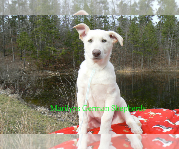 Medium Photo #6 German Shepherd Dog Puppy For Sale in PIEDMONT, MO, USA