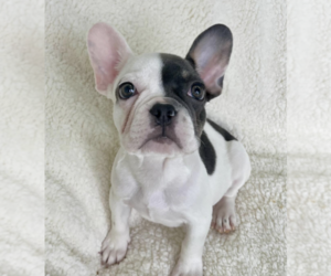 Bulldog Puppy for sale in SACRAMENTO, CA, USA