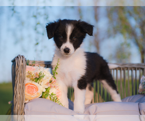 Medium Photo #4 Border Collie Puppy For Sale in STRAFFORD, MO, USA