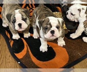 Bulldog Puppy for sale in BARDSTOWN, KY, USA