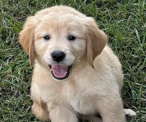 Golden Retriever Puppy for Sale in LAUREL, Mississippi USA