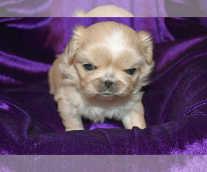 Pekingese Puppy for sale in COLUMBIA, SC, USA