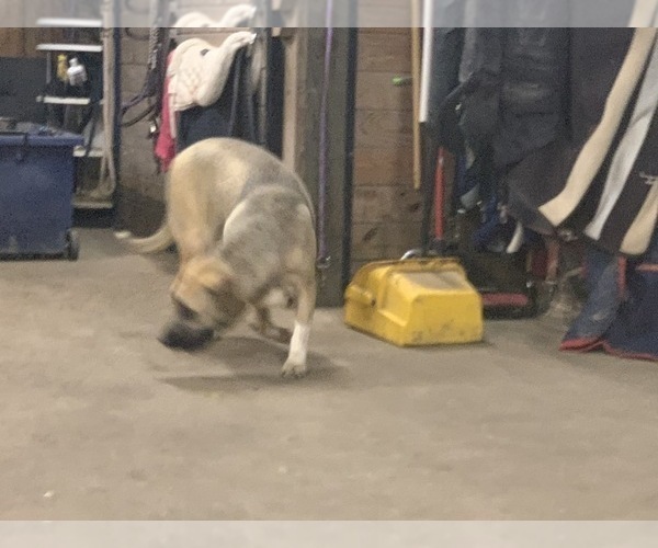 Medium Photo #6 Great Dane-Labrador Retriever Mix Puppy For Sale in CHESAPEAK BCH, MD, USA