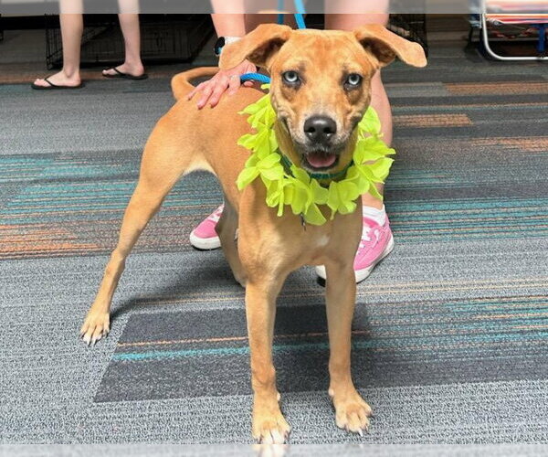 Medium Photo #5 Mountain Cur-Unknown Mix Puppy For Sale in Rockaway, NJ, USA