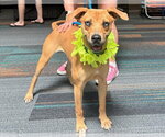 Small #4 Mountain Cur Mix