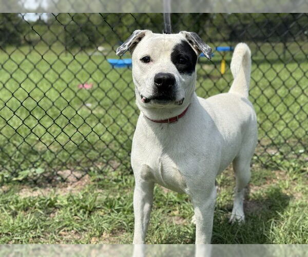 Medium Photo #2 American Staffordshire Terrier-Unknown Mix Puppy For Sale in Tavares, FL, USA