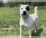 Small #1 American Staffordshire Terrier Mix