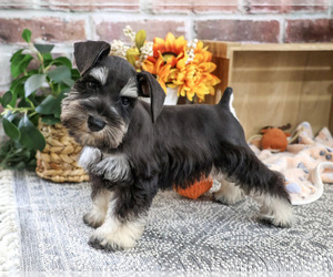 Schnauzer (Miniature) Puppy for sale in SYRACUSE, IN, USA