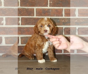 Cockapoo (Miniature) Puppy for sale in CLARKRANGE, TN, USA