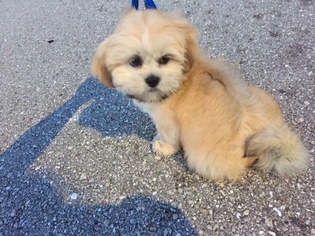 Lhasa Apso Puppy for sale in CAPE CORAL, FL, USA