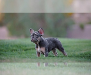 French Bulldog Puppy for Sale in SPRING VALLEY, California USA
