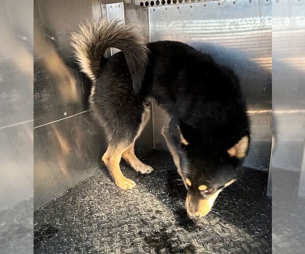 Medium Photo #1 Shiba Inu Puppy For Sale in HESPERIA, CA, USA