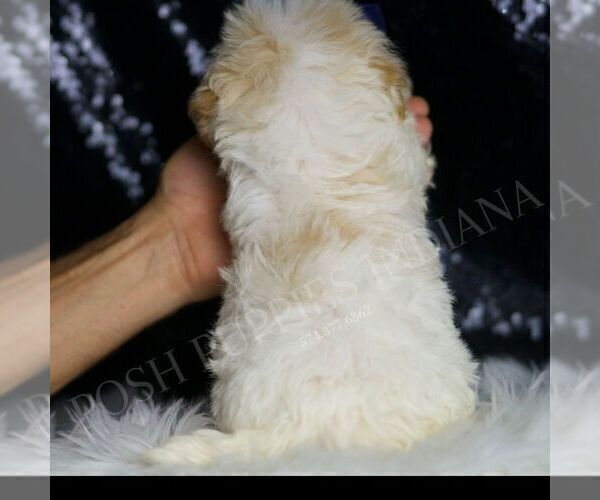 Medium Photo #5 Maltipoo (Miniature) Puppy For Sale in WARSAW, IN, USA