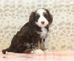 Small #3 Miniature Bernedoodle
