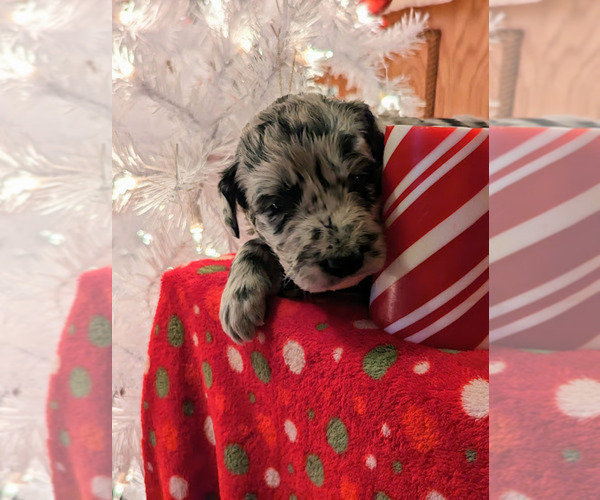 Medium Photo #7 Aussiedoodle Puppy For Sale in SPARTA, MO, USA