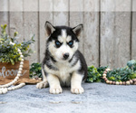 Small Photo #7 Siberian Husky Puppy For Sale in LANCASTER, PA, USA