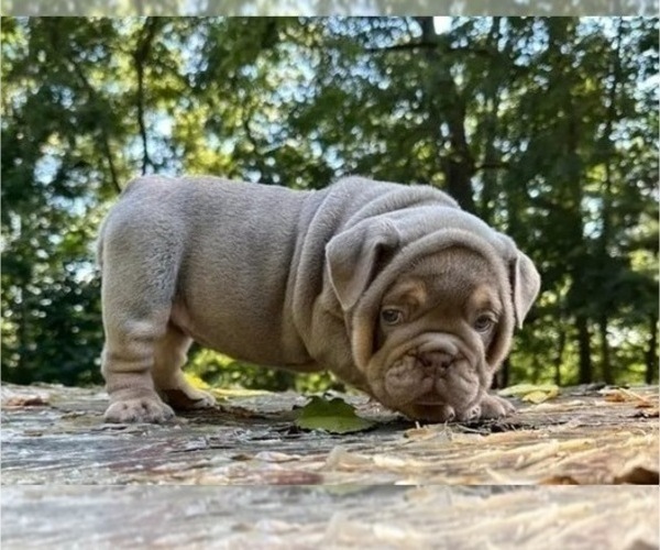 Medium Photo #1 English Bulldog Puppy For Sale in EMPIRE STATE, NY, USA