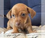 Small #1 Chiweenie