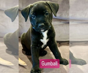 Labrador Retriever-Unknown Mix Dogs for adoption in Houston, TX, USA