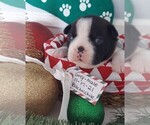 Small Photo #2 Boston Terrier Puppy For Sale in GAFFNEY, SC, USA