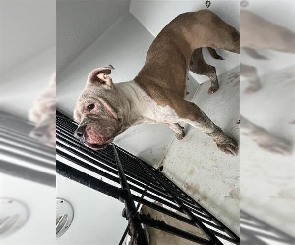 Medium Photo #1 Mutt Puppy For Sale in Houston, TX, USA