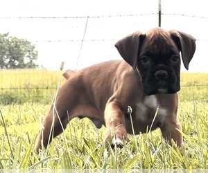 Boxer Puppy for sale in RICHLAND, MO, USA