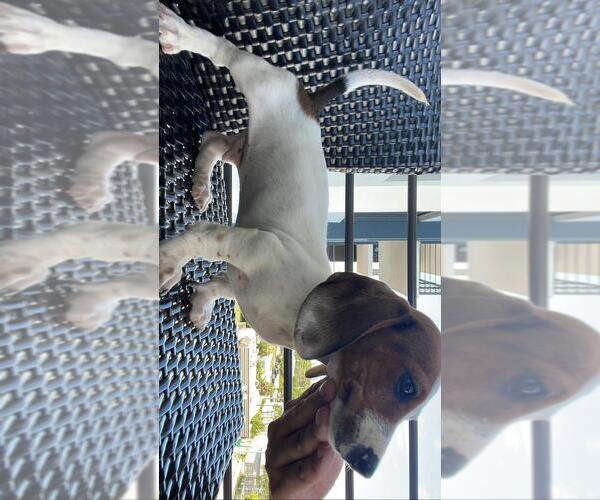 Medium Photo #1 Dachshund Puppy For Sale in POMPANO BEACH, FL, USA