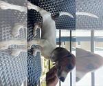 Small Photo #1 Dachshund Puppy For Sale in POMPANO BEACH, FL, USA