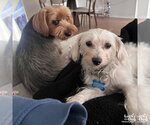 Small #9 Maltese Mix