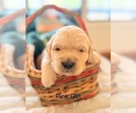 Small #11 Golden Retriever