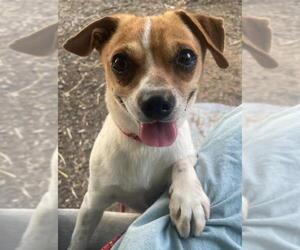 Chihuahua-Unknown Mix Dogs for adoption in Woodland, CA, USA