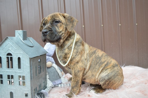 Medium Photo #3 Boerboel Puppy For Sale in HONEY BROOK, PA, USA