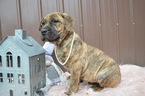 Small Photo #3 Boerboel Puppy For Sale in HONEY BROOK, PA, USA