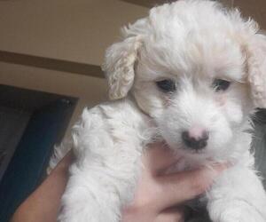 Maltese-Poodle (Standard) Mix Puppy for sale in KENNEWICK, WA, USA