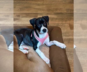 American Staffordshire Terrier-Unknown Mix Dogs for adoption in Holly Springs, NC, USA