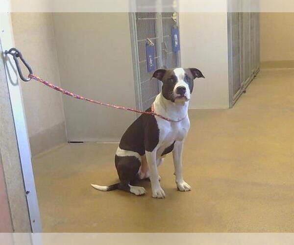 Medium Photo #1 Mutt Puppy For Sale in Sacramento, CA, USA