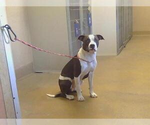 Mutt Dogs for adoption in Sacramento, CA, USA