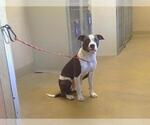 *STARSTREAM - Female Mutt Dog for Adoption - Small photo