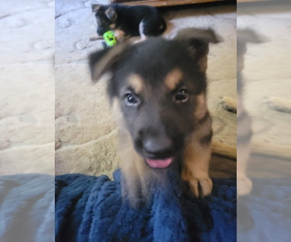 Medium Photo #2 German Shepherd Dog Puppy For Sale in BOWLING GREEN, KY, USA