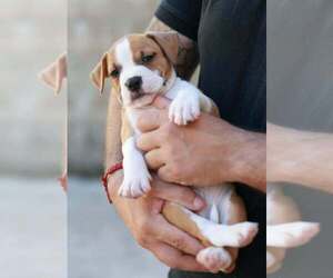 American Staffordshire Terrier Puppy for sale in Cetinje, Cetinje, Montenegro