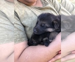 Small Photo #13 German Shepherd Dog Puppy For Sale in ROANOKE, VA, USA