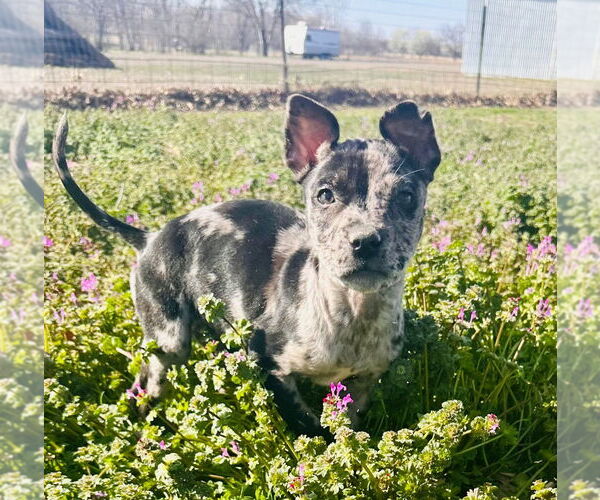 Medium Photo #4 American Pit Bull Terrier-Catahoula Leopard Dog Mix Puppy For Sale in Claremore, OK, USA