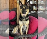 Small Photo #1 German Shepherd Dog Puppy For Sale in FROSTPROOF, FL, USA