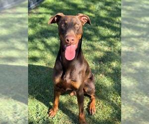 Doberman Pinscher Dogs for adoption in Riverside, CA, USA